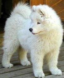 Samoyed