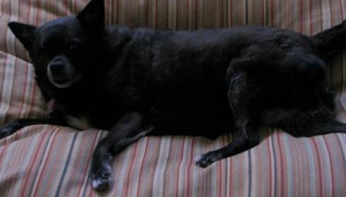 Schipperke
