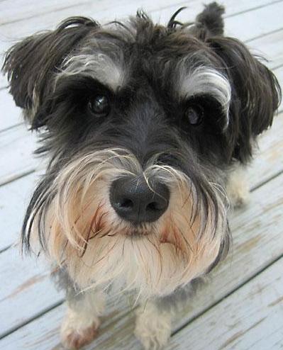 Schnauzer