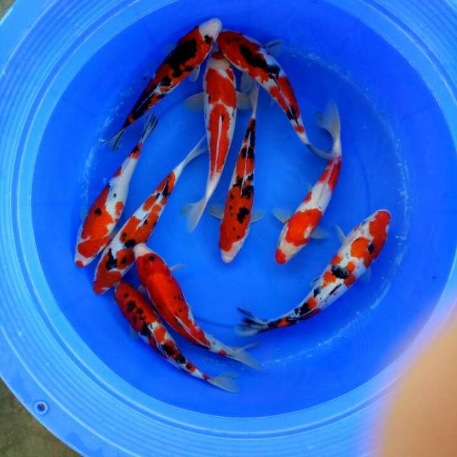 Mix koi