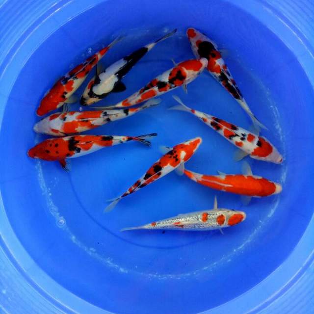 Mix koi