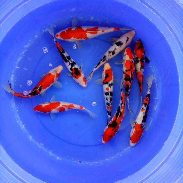 Mix koi