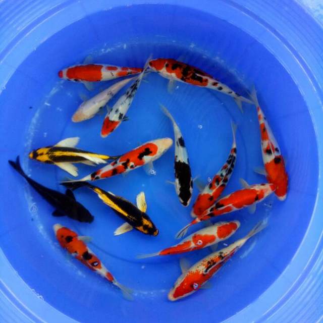 Mix koi