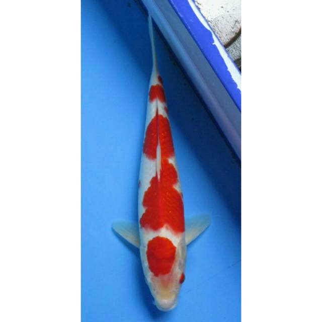 MARUTEN KOHAKU 29CM