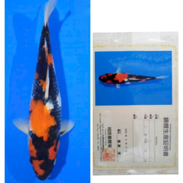 Showa Import Serti Koshiji 