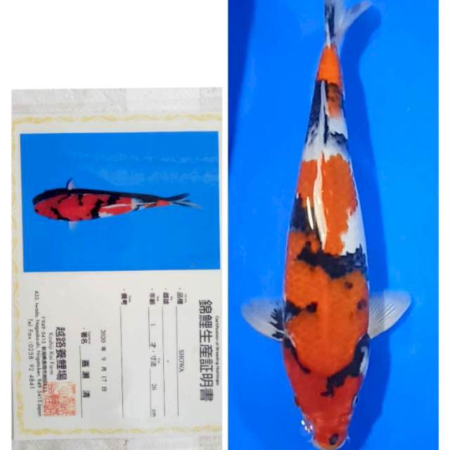 Showa Import Serti Koshiji 