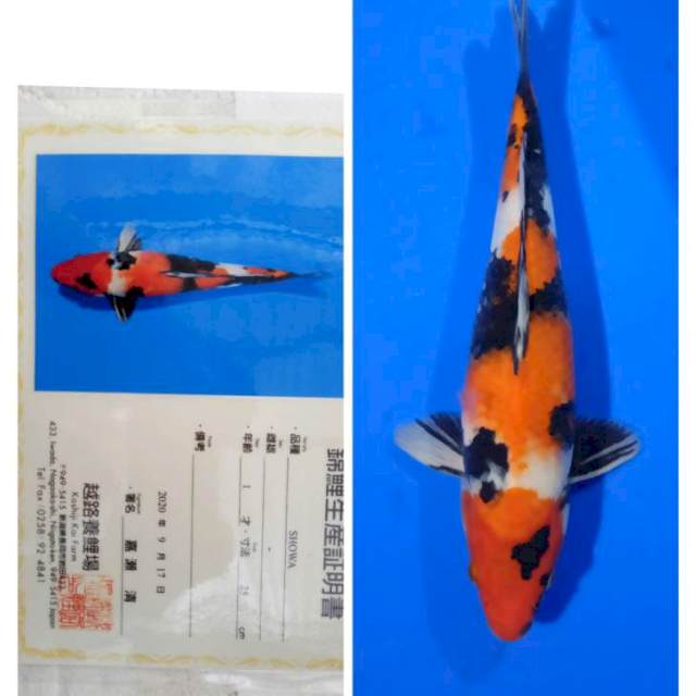 Showa Import Serti Koshiji