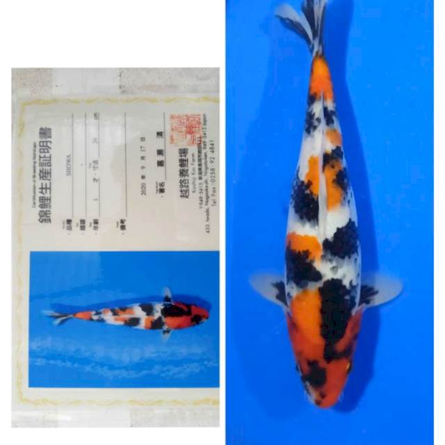 Showa Import Serti Koshiji