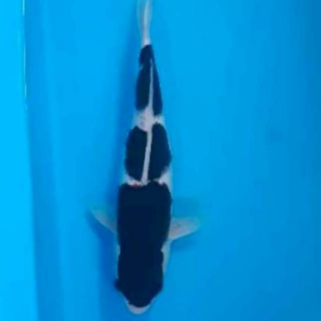 Budo hitam pekat