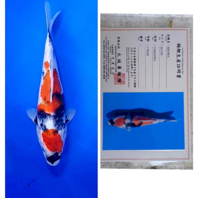 Showa Import Serti Marusei