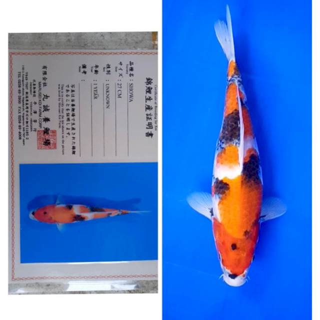 Showa Import Serti Marusei