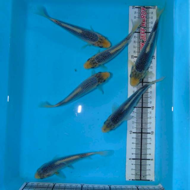 13-16cm Asagi Full Ring Rapi