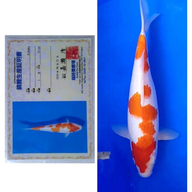 Kohaku Import Serti Koshiji