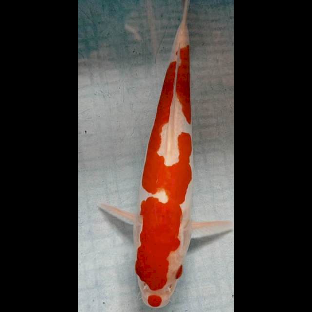 Kohaku 25 cm