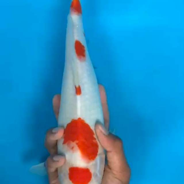 Maruten kohaku F1 33 cm