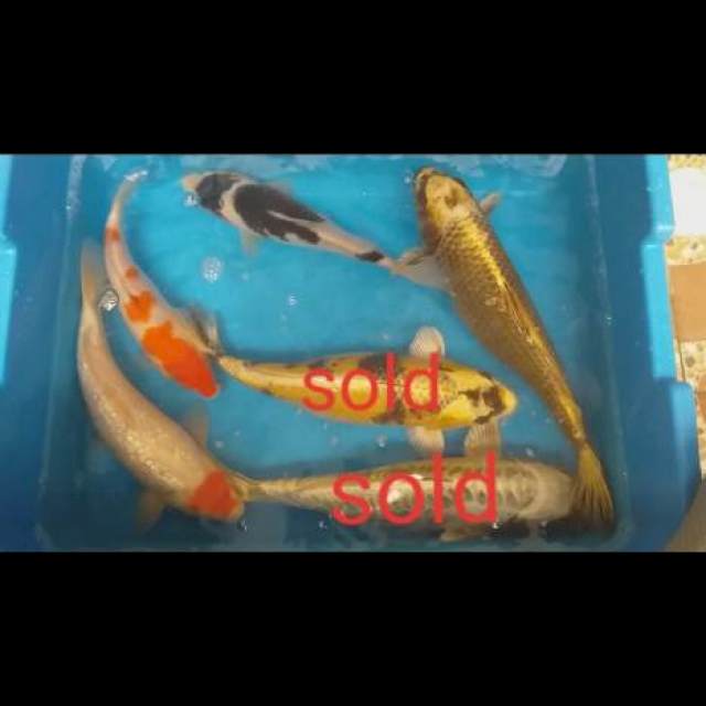 Mix 4 ekor joss 20-30cm