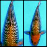 F1 marudo murni cagoi body bulky 34cm..joss mantebb