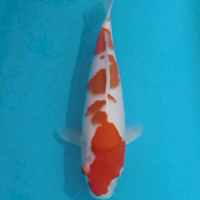 37cm kohaku male