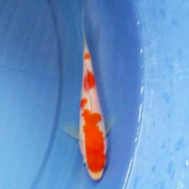 Sandan Kohaku