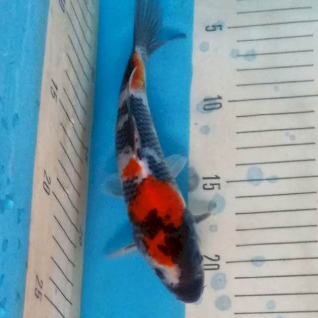 Showa klasik Ori