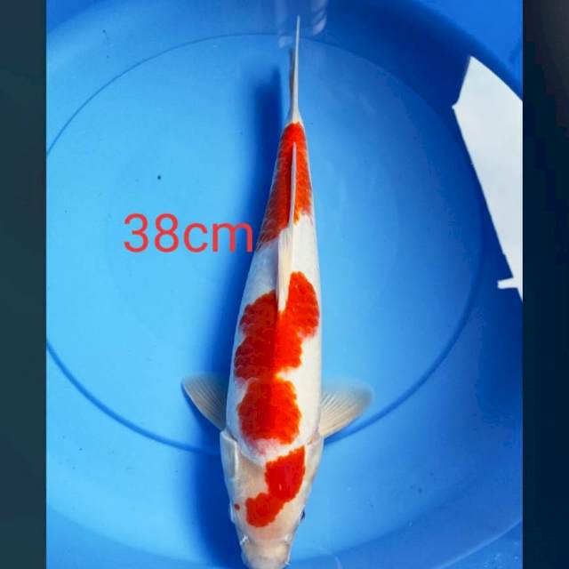 38 cm kohaku jantan