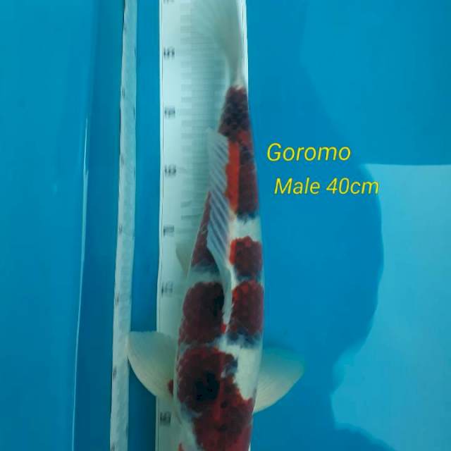 Goromo