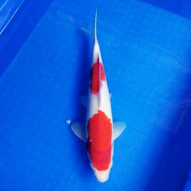 Kohaku 30cm