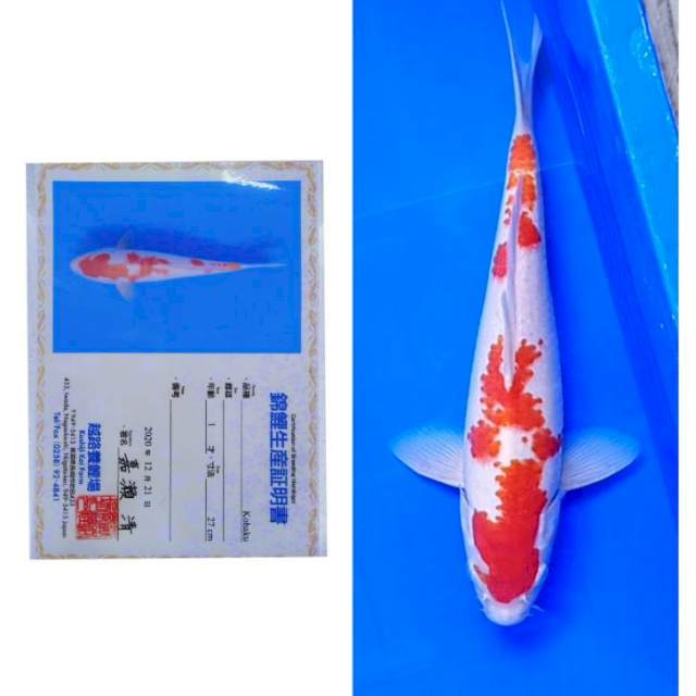 Kohaku Import Serti Koshiji