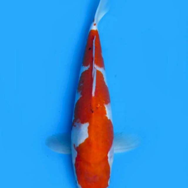 Kohaku 34 cm