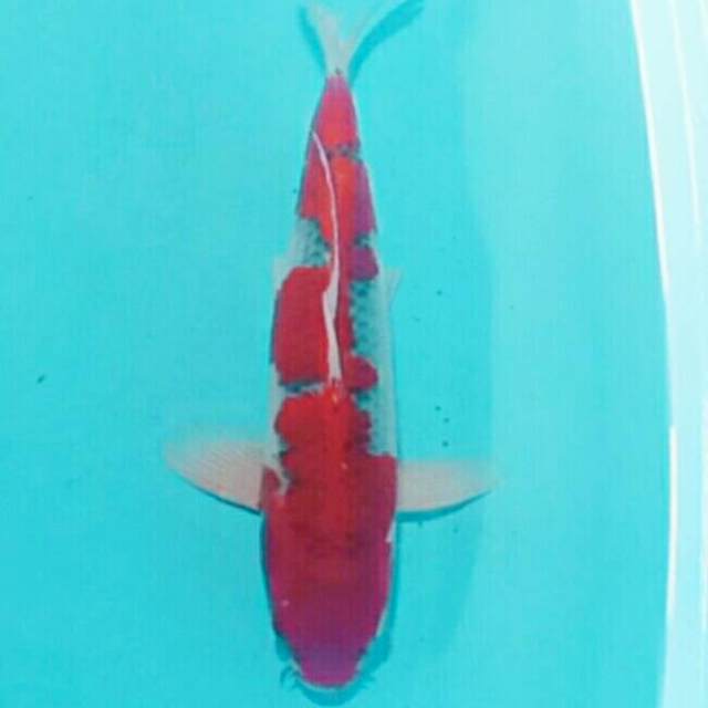 Super hot 42 cm super red goshiki SQ