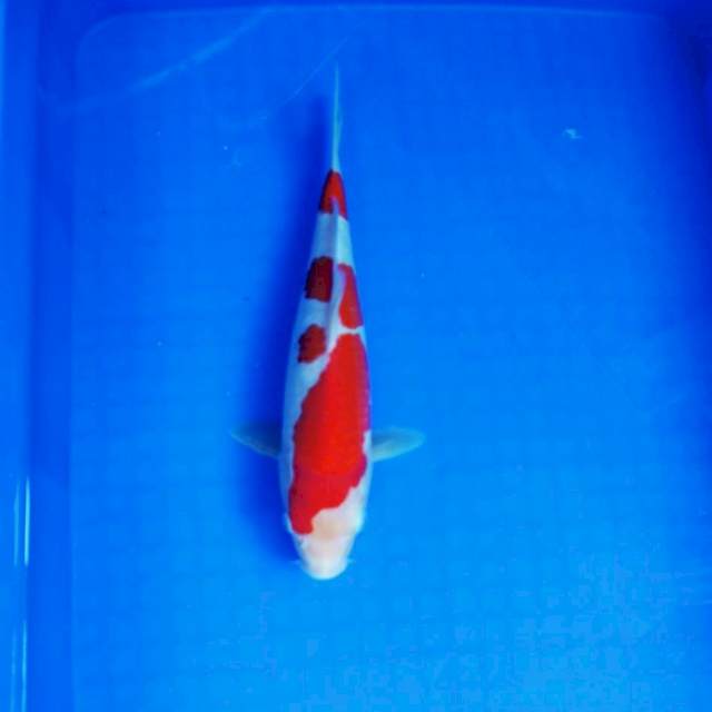 Kohaku 28cm