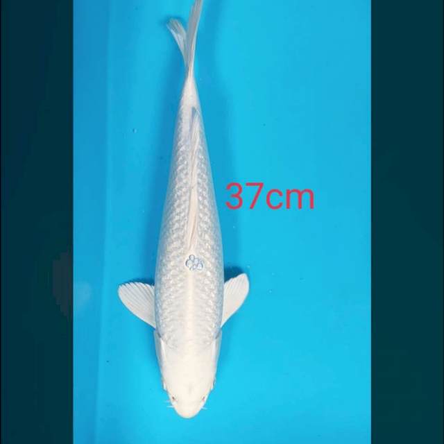 Platnum 37 cm male