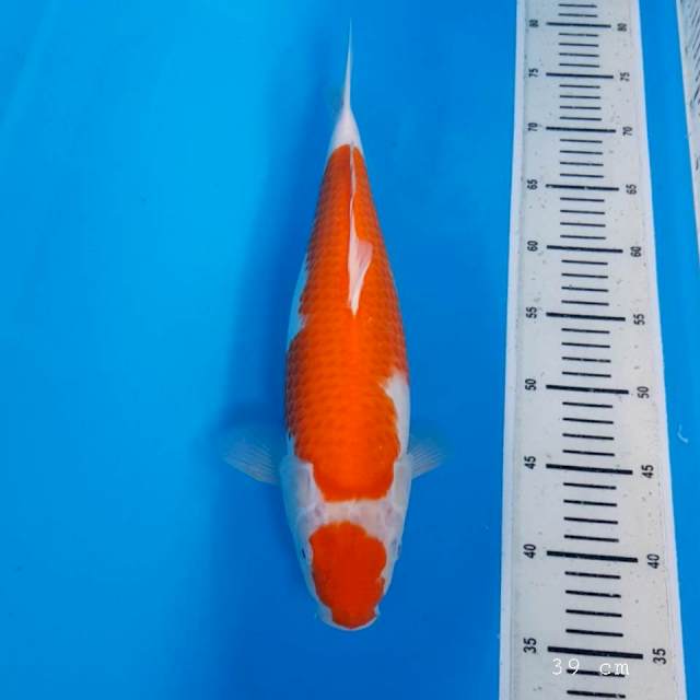 Kohaku ori bulki 40 bu