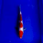 Red Kohaku 3step male 35cm