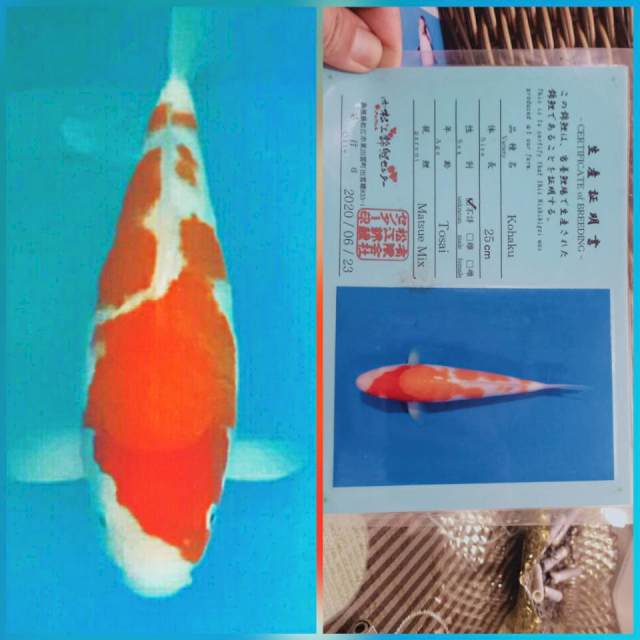 Super kohaku bulky 43cm serty matsui japan authentic