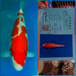 Super kohaku bulky 43cm serty matsui japan authentic