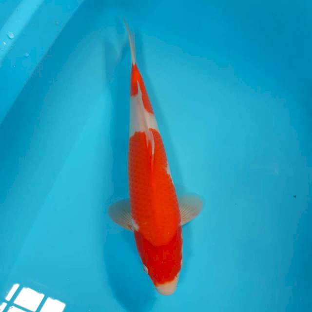 Kohaku male 34cm