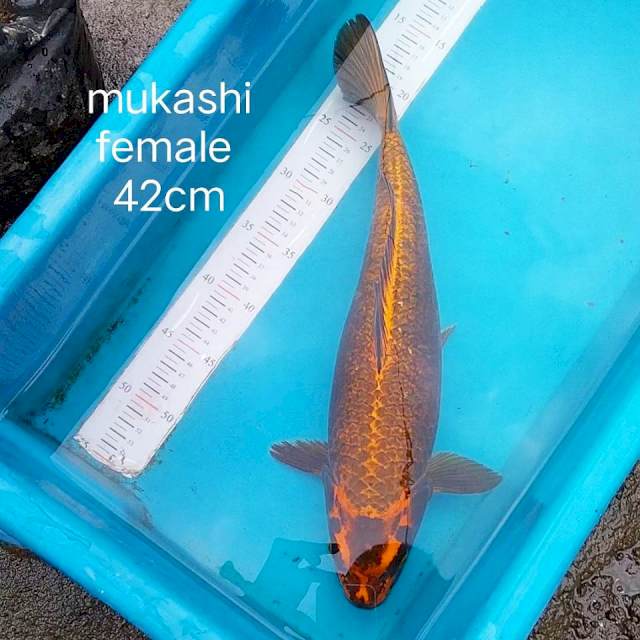 Mukashi 42cm