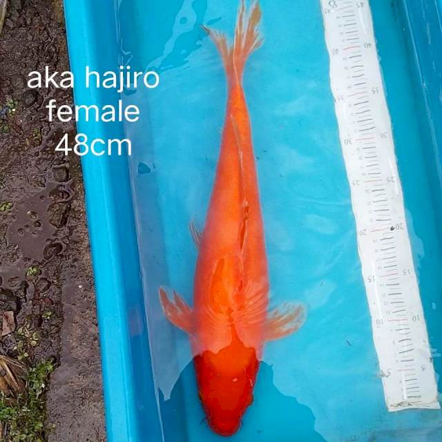 Aka hajiro 48cm