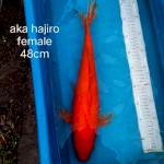 Aka hajiro 48cm