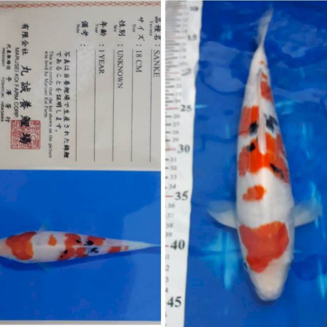 Sanke, 30cm, Serti Marusei