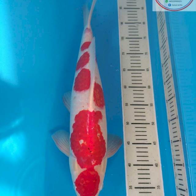 KOHAKU JUMBO 53cm