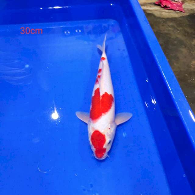 Kohaku 30cm