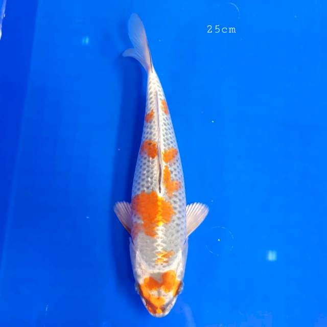 Benigingga 25cm