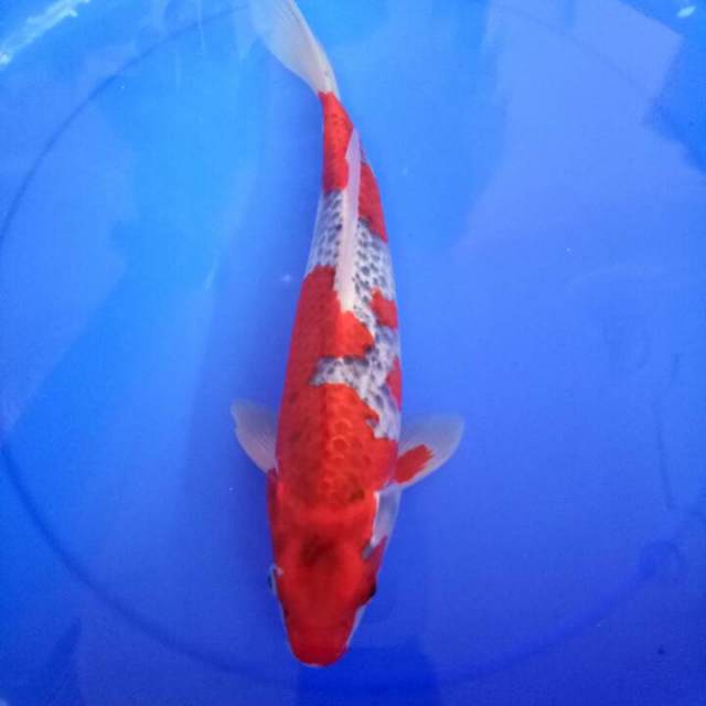 Goshiki male 35 cm