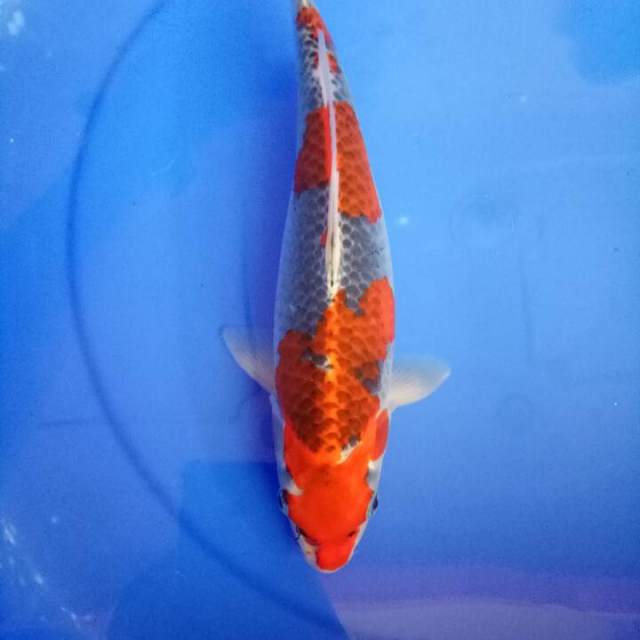 Goshiki female 33 cm