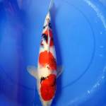 Showa 45 cm female