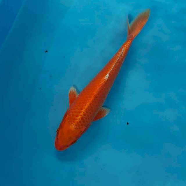 Orenji ogon tembus 31 cm
