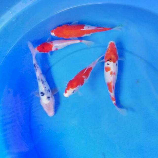 Mix koi