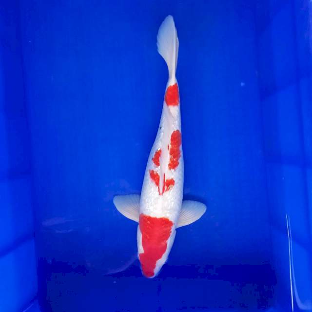 KOHAKU GINRIN MERAH SETRONG 40CM